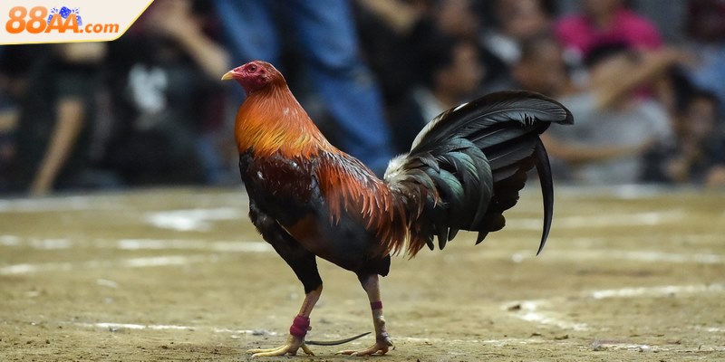 Gà Peru sức mạnh áp đảo nhờ thể hình lớn khiến đối thủ kiêng dè