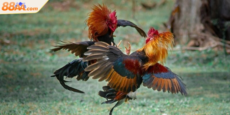 Đá gà tre - Cuộc đọ sức của những chiến kê nhanh nhẹn 3 Mỗi trận đấu diễn ra sôi động với nhiều tình huống bất ngờ, kịch tính