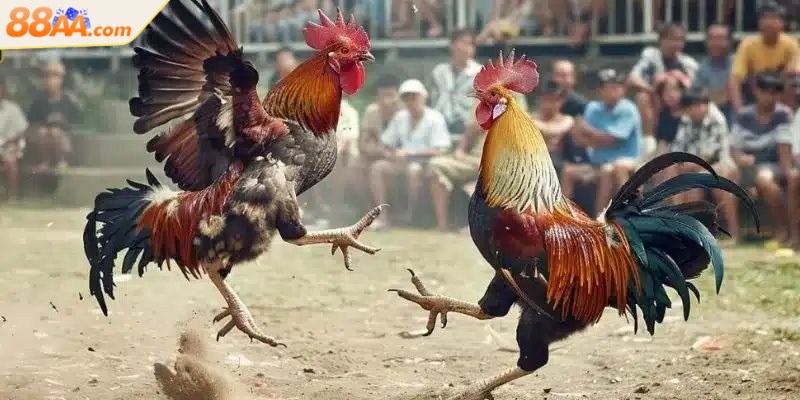 Đá gà tre - Cuộc đọ sức của những chiến kê nhanh nhẹn 4 Lựa chọn cược đa dạng cho anh em thể hiện kỹ năng dự đoán