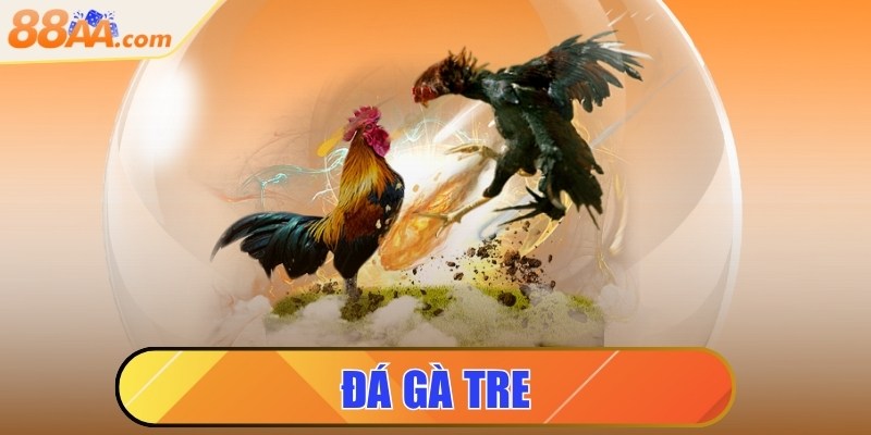 Đá gà tre - Cuộc đọ sức của những chiến kê nhanh nhẹn